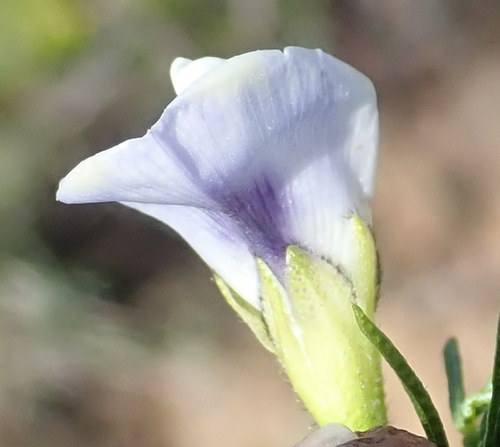 Image of Psoralea kougaensis by (c) Nicola van Berkel, some rights reserved (CC BY-SA)