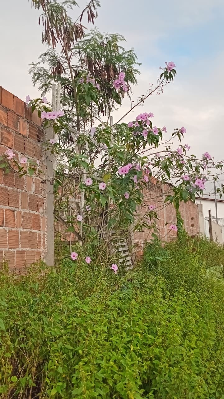 Ipomoea carnea