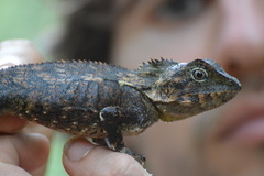 Lophosaurus spinipes