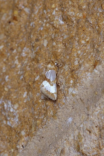 Chrysellus Flower Moth