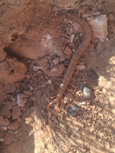 Red-headed Centipede