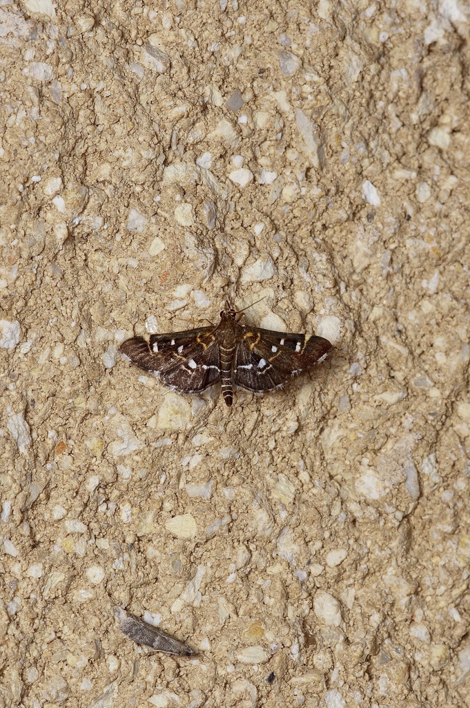 Harlequin Webworm Moth