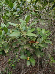 Robsonodendron eucleiforme