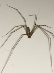 Pholcus phalangioides