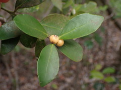 Robsonodendron eucleiforme