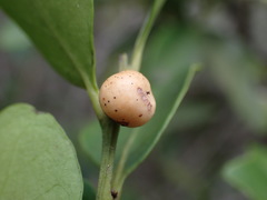 Robsonodendron eucleiforme