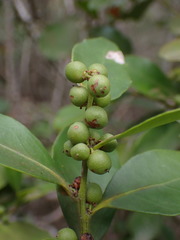 Robsonodendron eucleiforme