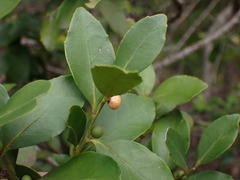 Robsonodendron eucleiforme