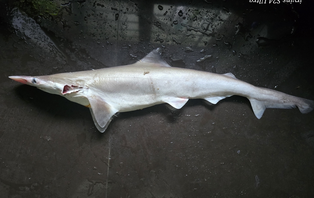 Spadenose Shark