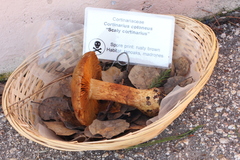 Cortinarius cotoneus