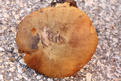 Cortinarius cotoneus