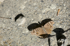 Junonia lemonias aenaria