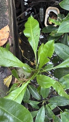 Myrmecodia tuberosa