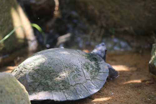 Asian Leaf Turtle, Cyclemys dentata