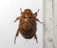 Cyclocephala fulgurata