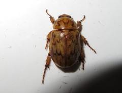 Cyclocephala fulgurata
