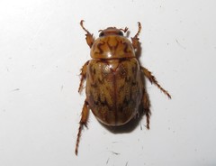 Cyclocephala fulgurata