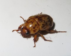 Cyclocephala fulgurata