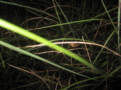 Hexacentrus fuscipes