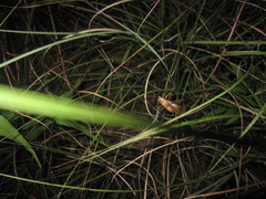 Hexacentrus fuscipes