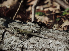 Podarcis muralis nigriventris