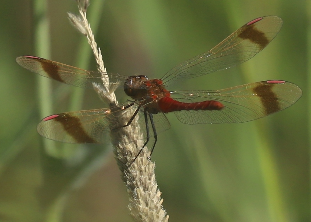 Banded Darter from Urdgol, Khovd, Mongolia on August 4, 2025 at 04:38 ...