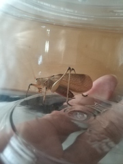 Hexacentrus fuscipes