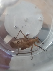 Hexacentrus fuscipes