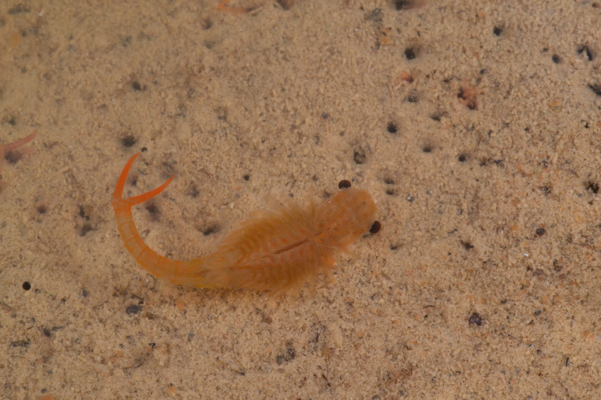 Branchipus schaefferi Fischer, 1834