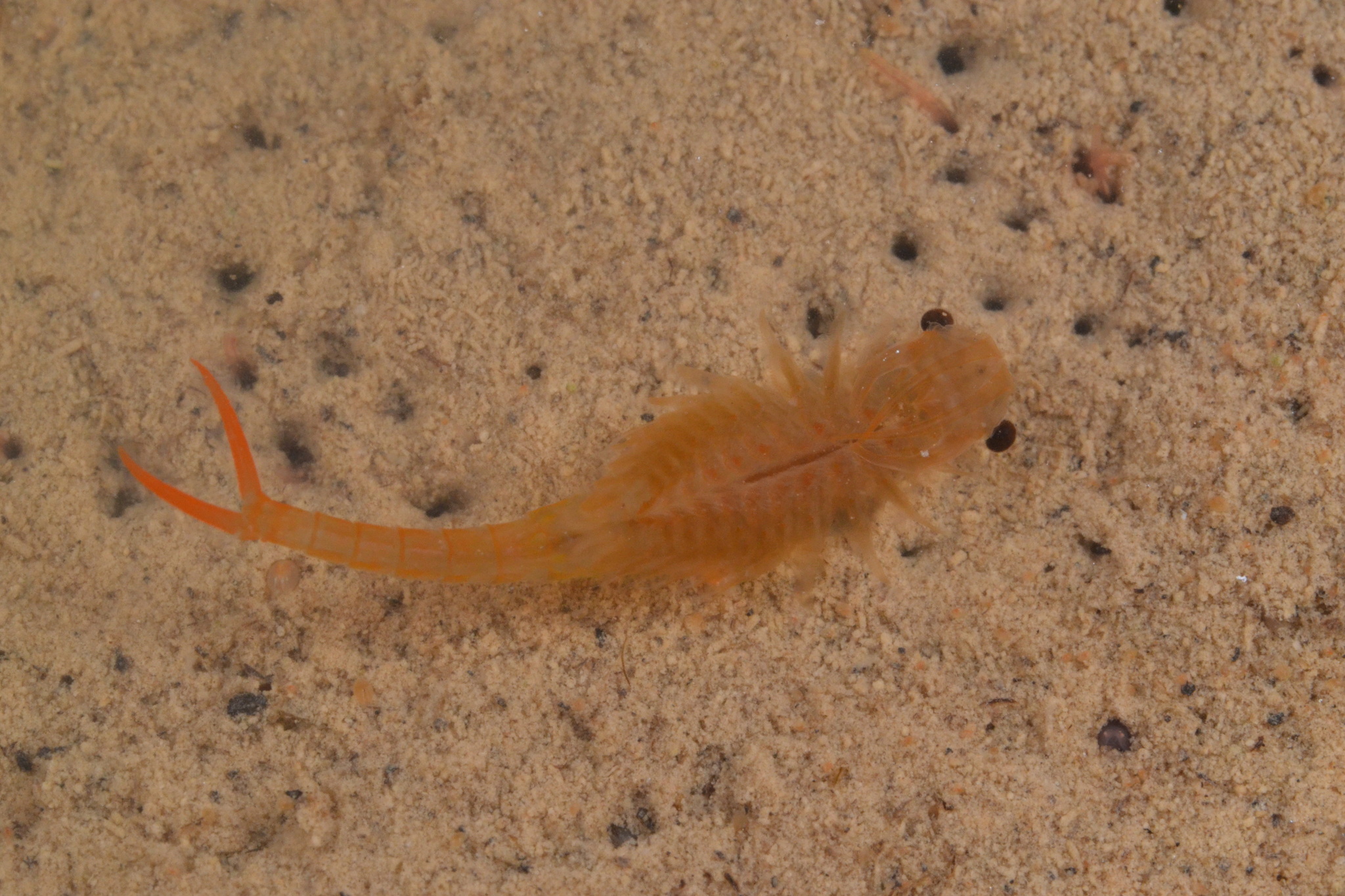 Branchipus schaefferi Fischer, 1834