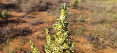 Erect Mallee Bluebush