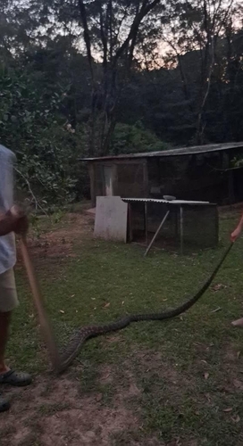 Australian Scrub Python sighting