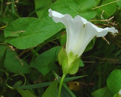 Calystegia × lucana