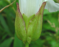 Calystegia × lucana