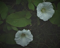 Calystegia × lucana