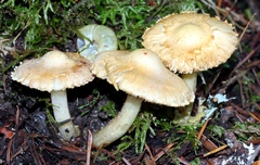 Inocybe kauffmanii