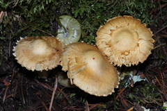 Inocybe kauffmanii