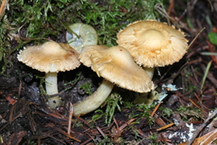 Inocybe kauffmanii