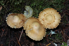 Inocybe kauffmanii
