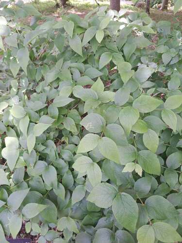 Lonicera strophiophora iNat (2)