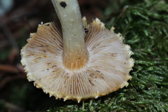 Inocybe kauffmanii