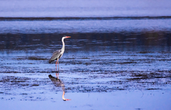 Ardea cinerea