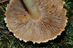 Inocybe kauffmanii