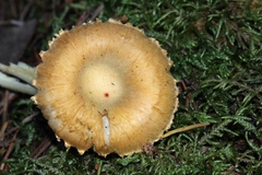Inocybe kauffmanii