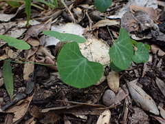 Cissampelos torulosa