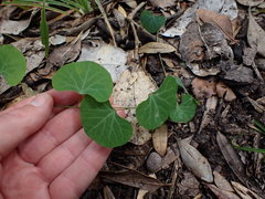 Cissampelos torulosa