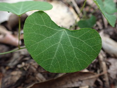 Cissampelos torulosa