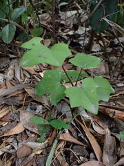 Senecio quinquelobus