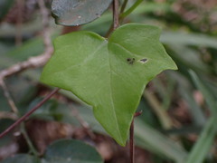 Senecio quinquelobus