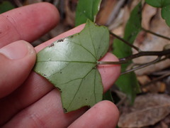 Senecio quinquelobus